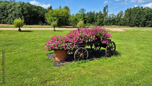 Beautiful purple Clematis flowers climbing on house facades and decorative trellises in garden