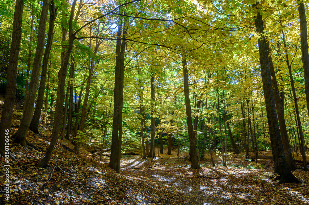 Obraz premium Autumn trees standing tall in Etienne Brule Park forest