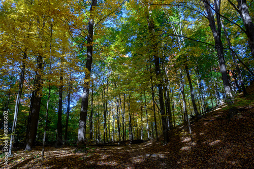 Photography Etienne Brule Park forest in vibrant autumn colors
