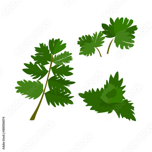 vine leaves isolated on white background