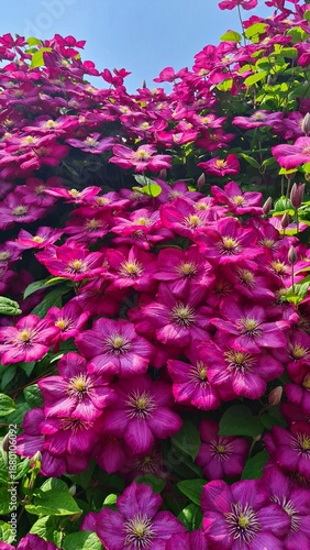 Beautiful purple Clematis flowers climbing on house facades and decorative trellises in garden