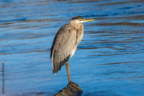 Great Blue Heron perched on rock searching for food