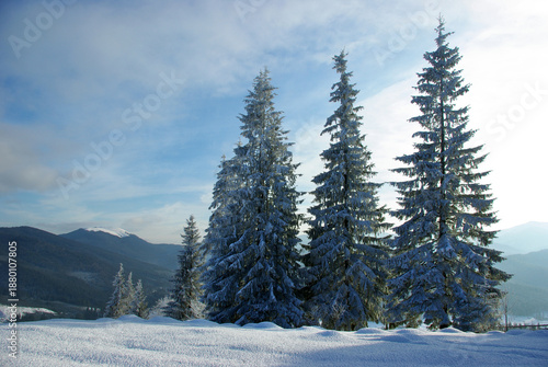 Wallpaper Mural Tall Snow-Covered Spruce Trees in Winter Mountains Torontodigital.ca