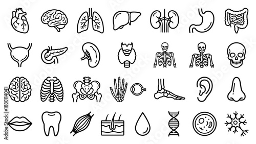 Human anatomy and internal organs line icons set. Medical healthcare vector collection. Outline biology body parts. Heart, brain, lungs, skeleton, DNA, physiology, medicine, science.