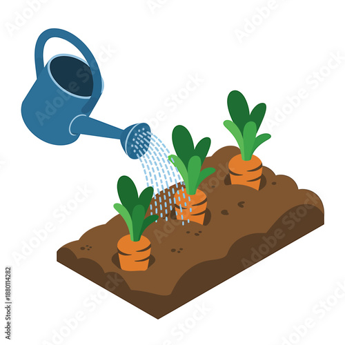 Watering carrots in garden with blue watering can