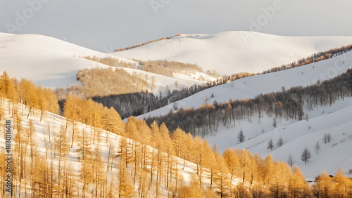 winter landscape with snow