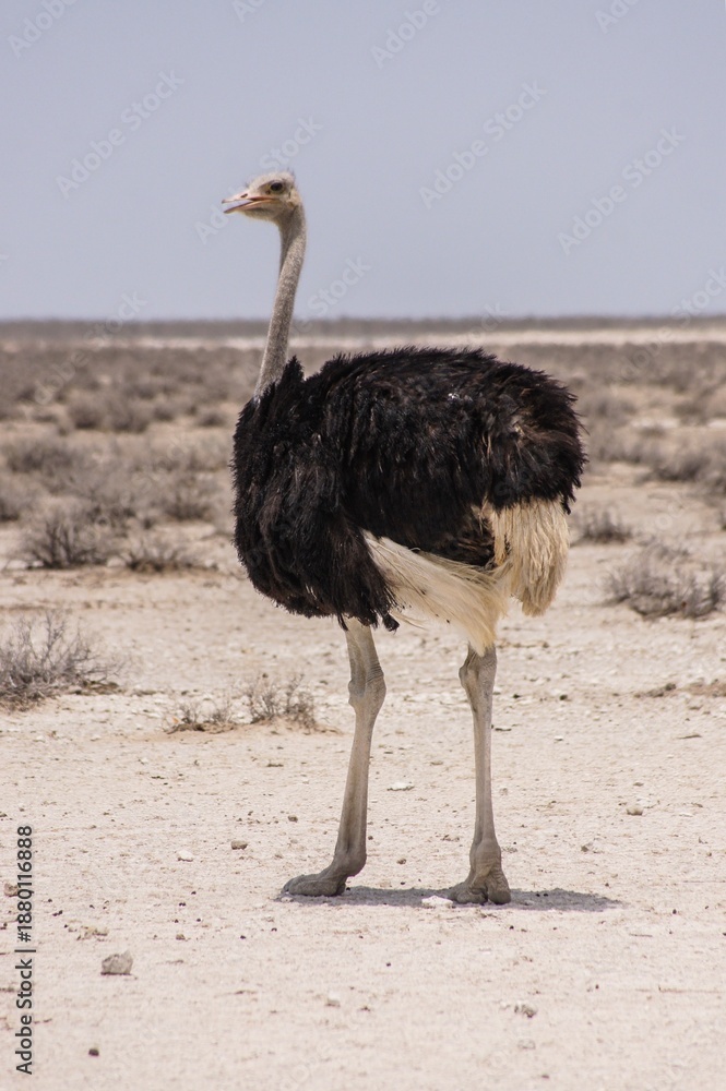 Naklejka premium Ostrich in the wild. Etosha National Park