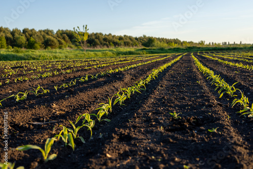 Corn seedlings sprout in straight lines on a farm field during the day with trees visible in the background