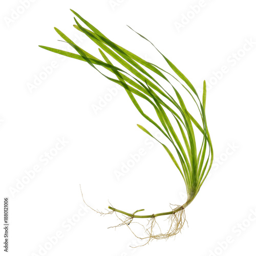 Tapegrass aquatic plant with long ribbon shaped green leaves and visible roots, a freshwater submerged plant commonly found in lakes and slow moving waters, isolated for botanical and ecological use