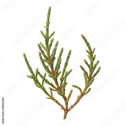 Salicornia halophyte with jointed succulent green stems, an aquatic coastal plant adapted to saline wetlands, salt marshes, and tidal flats in marine and brackish environments.