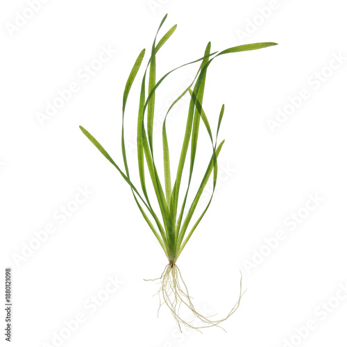 Vallisneria americana with long ribbon-like green leaves and visible roots, a submerged freshwater aquatic plant commonly found in lakes, rivers, and wetlands.