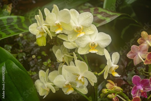orchid in garden