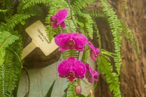 flowers in the garden