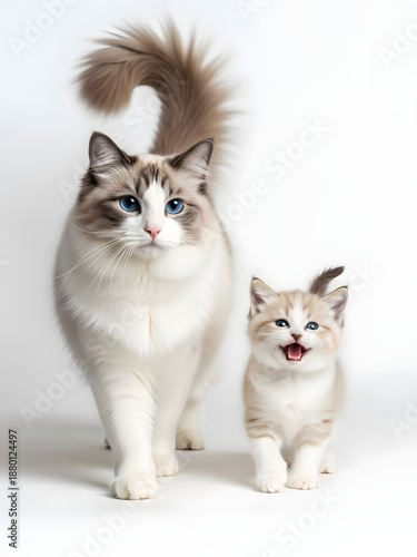 Beautiful Longhair Ragdoll Cat and Fluffy Kitten with Blue Eyes, Isolated on White Background