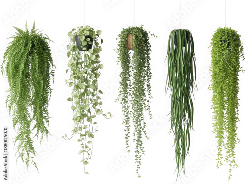 Hanging plants collection isolated on transparent background