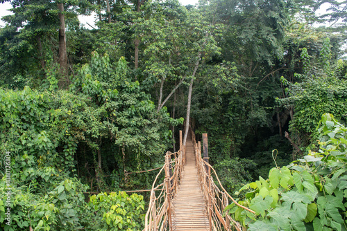 vine bridge crossing a dense tropical forest in Cameroon.