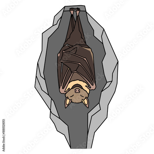 Hibernating bat hanging in cave simple cartoon illustration for children education wildlife learning and biology concepts