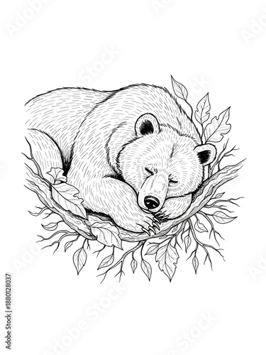 Sleeping bear curled up in nest pencil illustration for wildlife education forest ecology and animal behavior studies