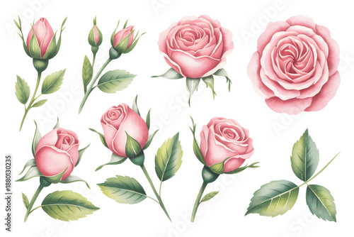 Pink watercolor roses with buds and green leaves isolated on white background.