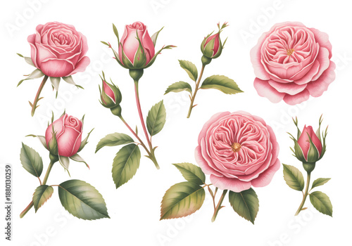 Pink watercolor roses with buds and green leaves isolated on white background.