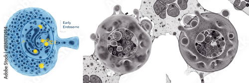Photos Cell Early Endosome (Sorting Endosome) Membrane Bound Vesicle Receiving Internal