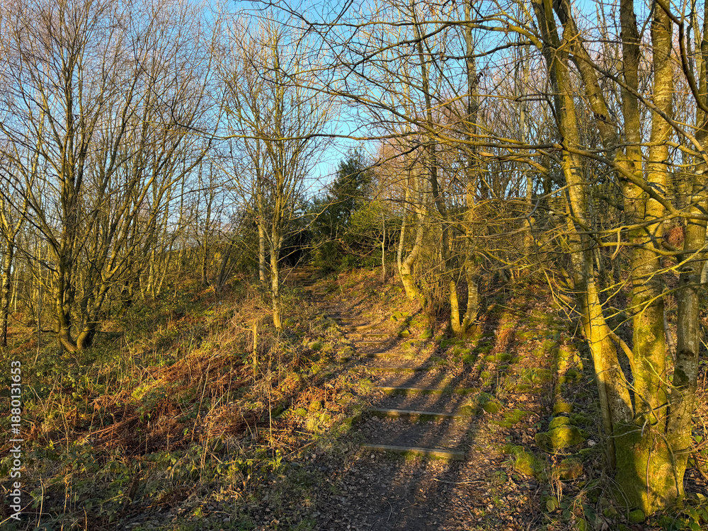 Fototapeta premium A forest path winds through leafless trees illuminated by golden winter sunlight. The shadows create a serene pattern on the ground in Great Horton, Bradford, UK