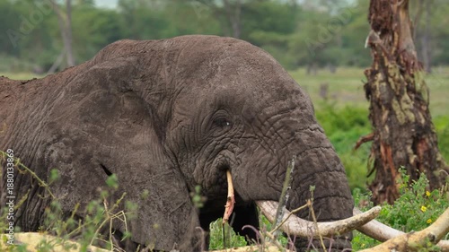 African elephant feeding on freshly broken tree branches in lush savanna woodland, using trunk and tusks to strip bark and foliage in Ngorongoro Crater, Tanzania. 4k close-up slow-motion video.