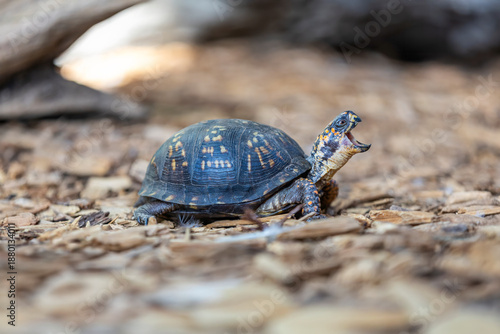 Eastern Box Turtle