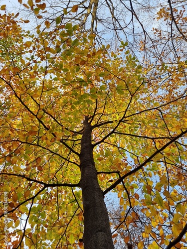 Quadro su tela Autumn tree crowns seen from below, illuminated by sunlight