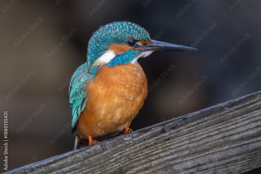 Fototapeta premium Common kingfisher (Alceda atthis)