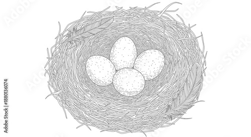 white eggs in a nest