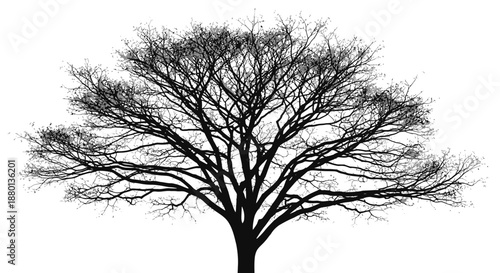 tree silhouette vector