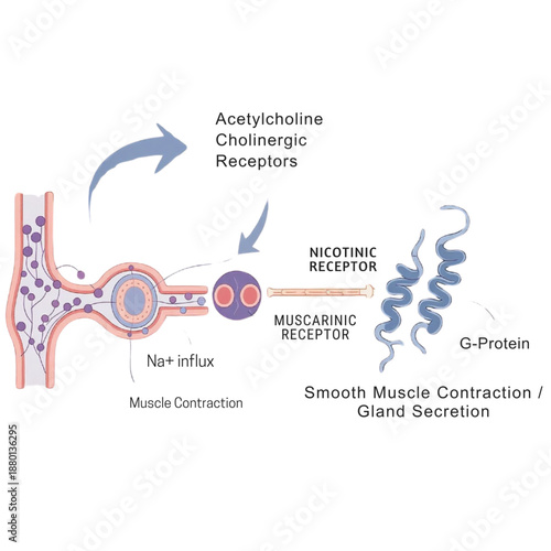 Detailed diagram illustrates the complex mechanism of action involving acetylcholine receptors, sodium ion influx, and subsequent smooth muscle contraction or gland secretion processes.