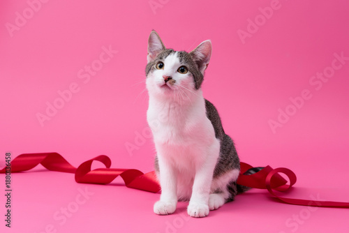 kitten, valentine theme