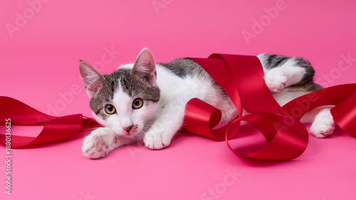 kitten, valentine theme