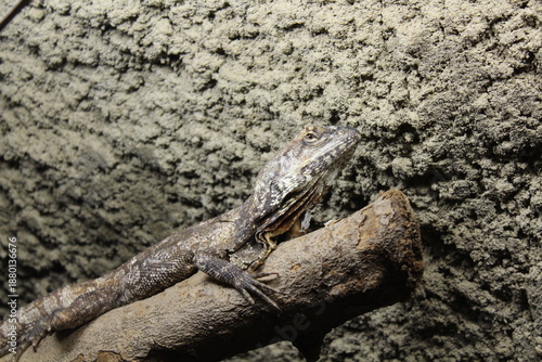 lizard on the branch