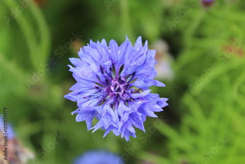 close up of a blue flower