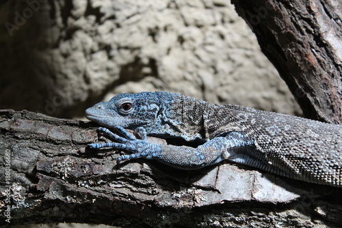 bearded dragon lizard