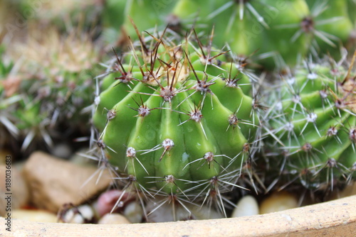 cactus in the garden
