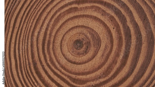wood tree ring texture background pattern