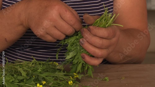 Herb Farm With Fresh Green Plants Growing In Agricultural Field Working Process. Culinary Herbs Cultivated In Rural Environment, Organic Farming, Healthy Food Production And Sustainable Agriculture.