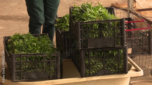 Herb Farm With Fresh Green Plants Growing In Agricultural Field Working Process. Culinary Herbs Cultivated In Rural Environment, Organic Farming, Healthy Food Production And Sustainable Agriculture.