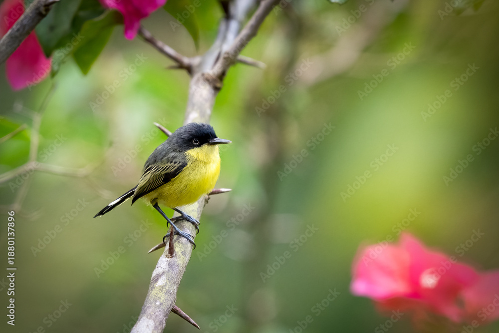 Fototapeta premium The common or black-fronted tody-flycatcher, Todirostrum cinereum