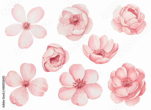 Soft pink watercolor flower blossoms isolated on white background.
