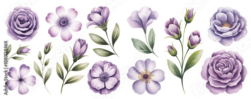 Purple watercolor flowers with buds and leaves isolated on white background.
