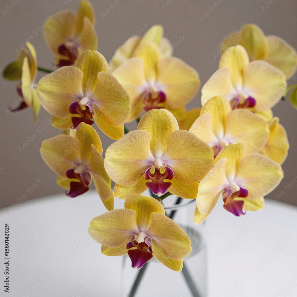 Obraz premium Yellow orchids in a glass vase on a white table