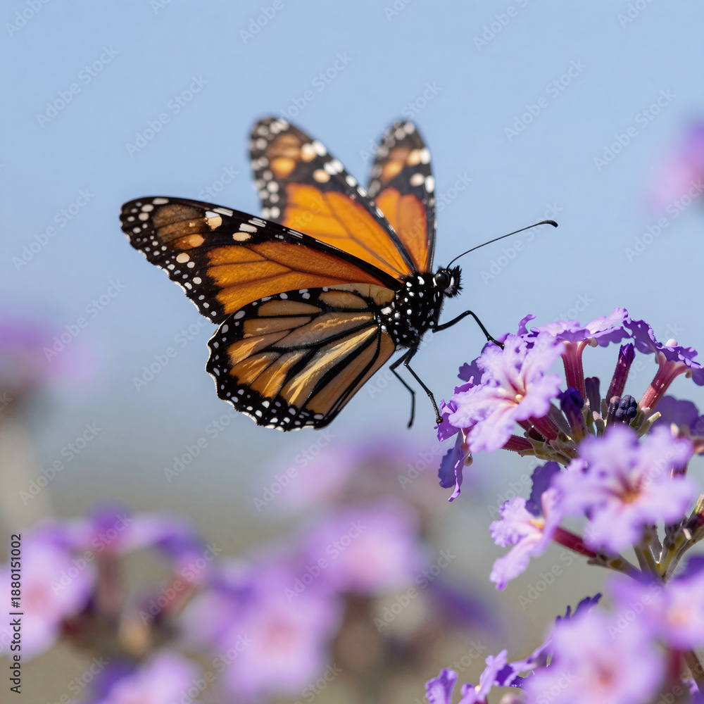 Fototapeta premium A Monarch butterfly with orange and yellow wings flutters among vibrant purple and pink flowers against a blue bokeh background