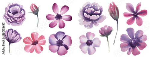 Watercolor botanical illustration of purple flowers. Purple flowers isolated on white background in botanical style.