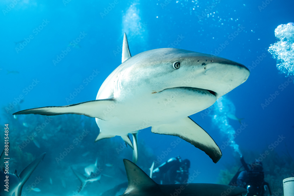Fototapeta premium Shark swimming near divers in the clear waters of the Bahamas ocean