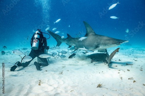Great hammerhead shark feeding in the Bahamas with diver nearby